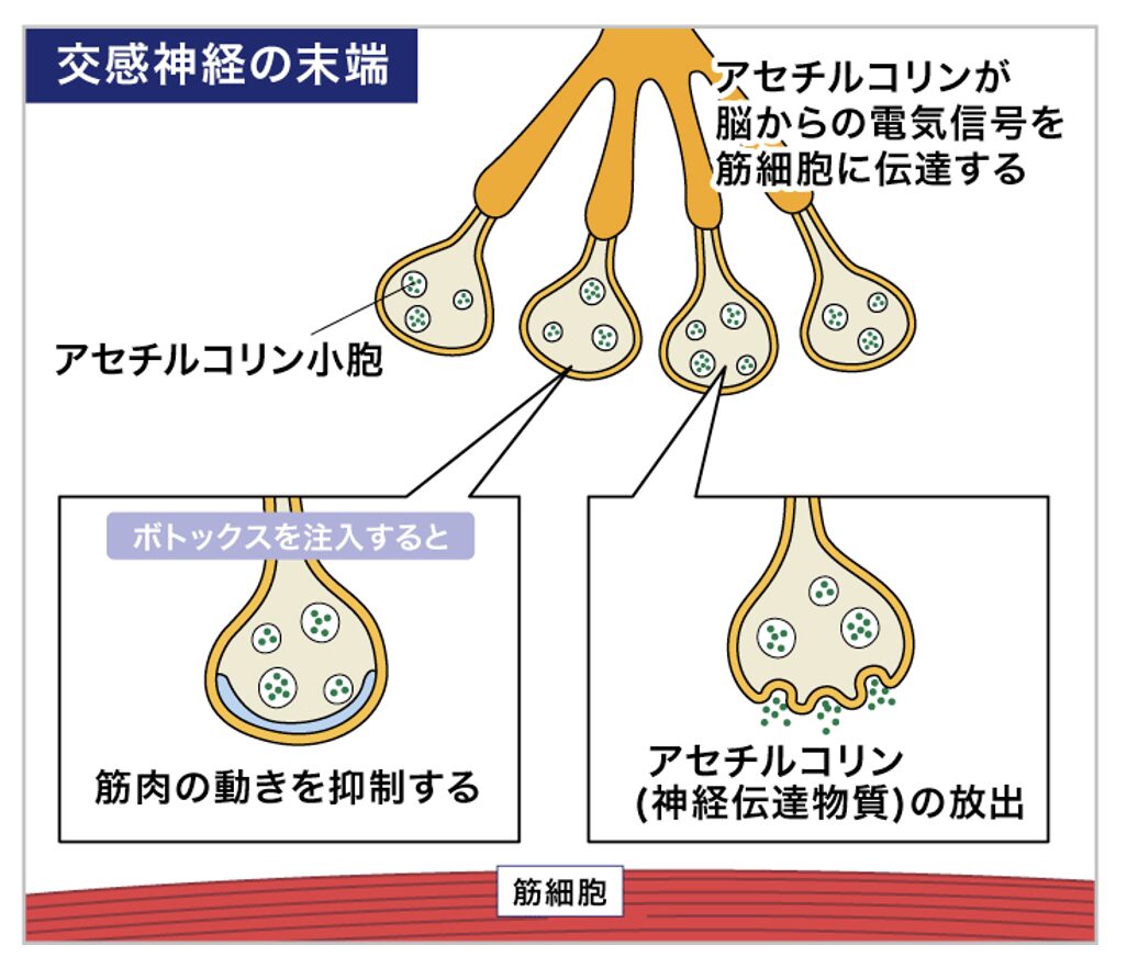 アセチルコリンの機序